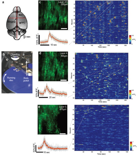 Figure 2: High-speed single plane Ca2+-imaging in mouse posterior parietal cortex at 158fps using s-TeFo.