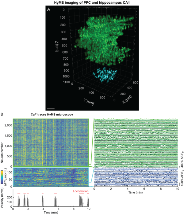 Figure 3: Simultaneous volumetric imaging of mouse PPC layers 1-5 and hippocampus CA1 using HyMS.