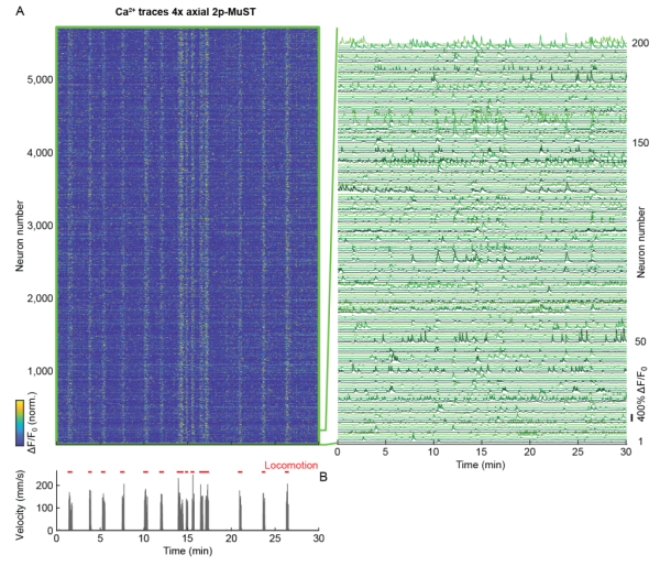 Figure 2: High-speed volumetric 4x-axial 2p-MuST imaging of mouse PPC.